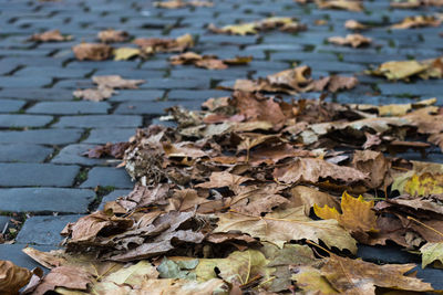 Close-up of dry autumn leaves