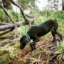 Dog looking away on grassy field