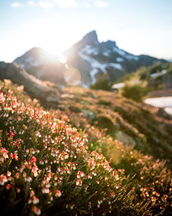 Scenic view of flowering plants on field against sky