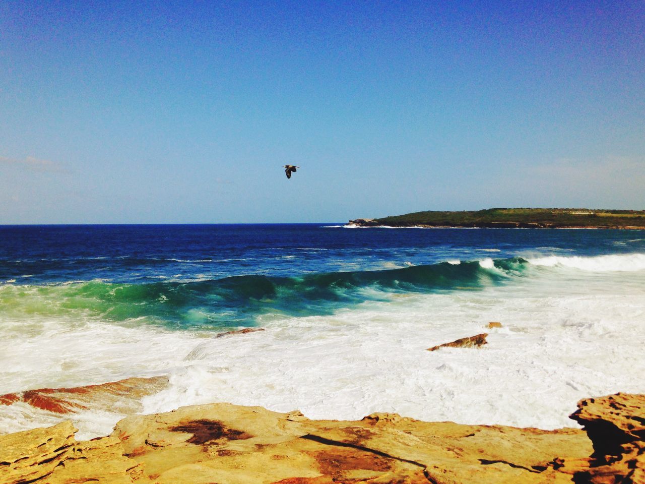 sea, horizon over water, bird, water, beach, flying, shore, scenics, clear sky, animal themes, animals in the wild, beauty in nature, wildlife, copy space, blue, wave, nature, tranquility, tranquil scene, one animal