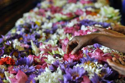 Close-up of hand holding pink flowers