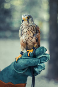 Cropped image of falconer holding kestrel bird