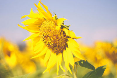 Close-up of yellow sunflower