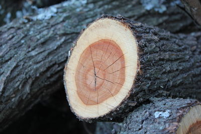 Close-up of log on tree trunk