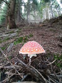 Close-up of mushroom on field