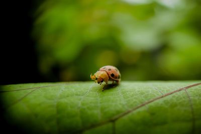 Close-up of insect on leaf