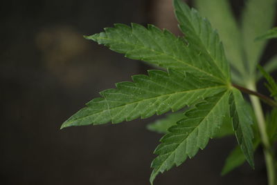 Close-up of green leaves