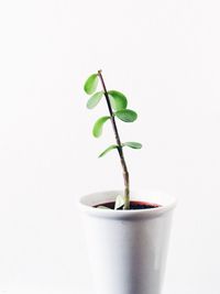 Close-up of plant over white background