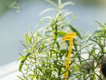 Yellow plastic giraffe in flower pot with growing rosemary. germination of medicinal herb at home.