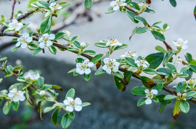 Close-up of white flowering plant