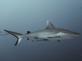  nice shot of grey reef shark