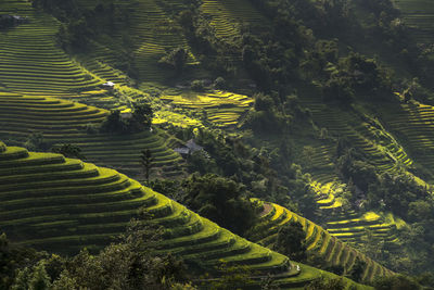 Aerial view of rice field