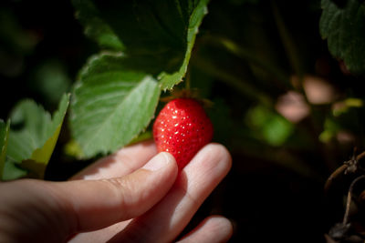 Cropped image of hand holding strawberry