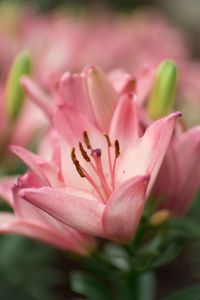 Close-up of pink flower