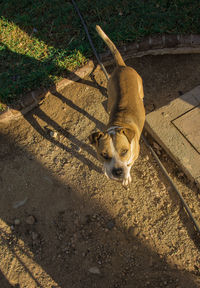 High angle view of dog on shadow