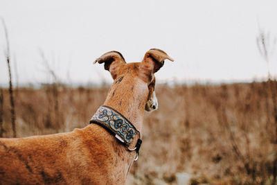 Close-up of dog on field