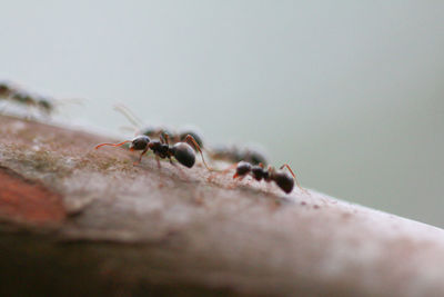 Close-up of ant
