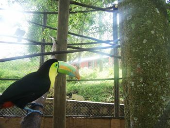 Bird on tree trunk