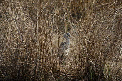 Rear view of bird perching on dry grass