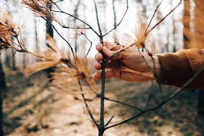 Close-up of hand holding plant