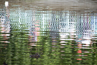 View of birds swimming in lake