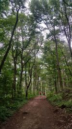 People walking on footpath amidst trees in forest