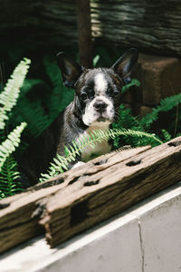 Portrait of a dog