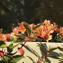 Close-up of flowers