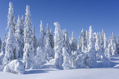 Snow covered trees against clear blue sky