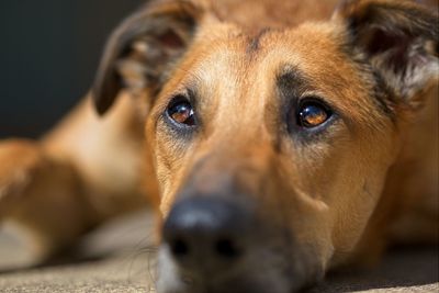pet