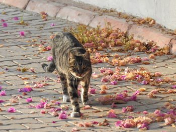 High angle view of cat on pink flowering plant