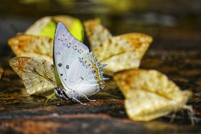 Close-up of butterfly on flower