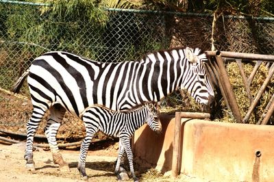 Close-up of zebra crossing