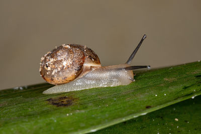 Close-up of snail on leaf