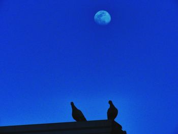 Low angle view of birds perching on blue sky