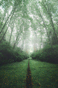 Scenic view of bamboo trees in forest