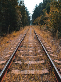 View of railroad tracks in forest