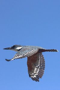 Bird flying against clear blue sky