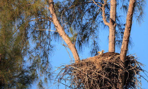 Low angle view of bird nest on tree against sky