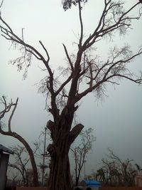 Bare trees against sky