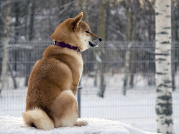 Close-up of dog