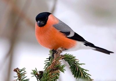 Close-up of bird perching on branch