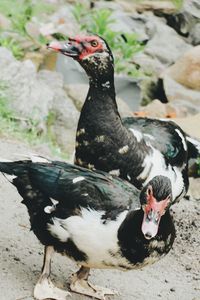 Close-up of duck