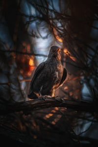 Close-up of bird perching on a tree