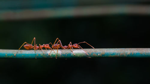 Close-up of insect on railing