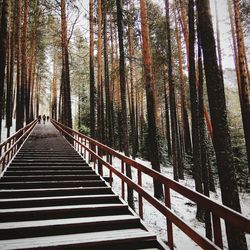 View of footbridge in forest during winter