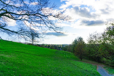 Scenic view of trees on field against sky