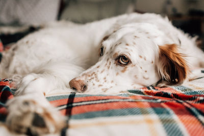 Close-up of dog