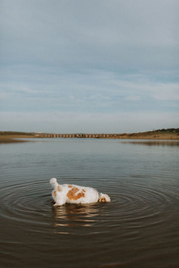 View of a dog in the lake