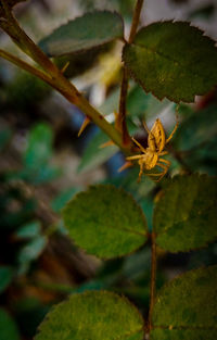 Close-up of yellow leaves on plant